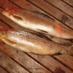Brown trout fishing